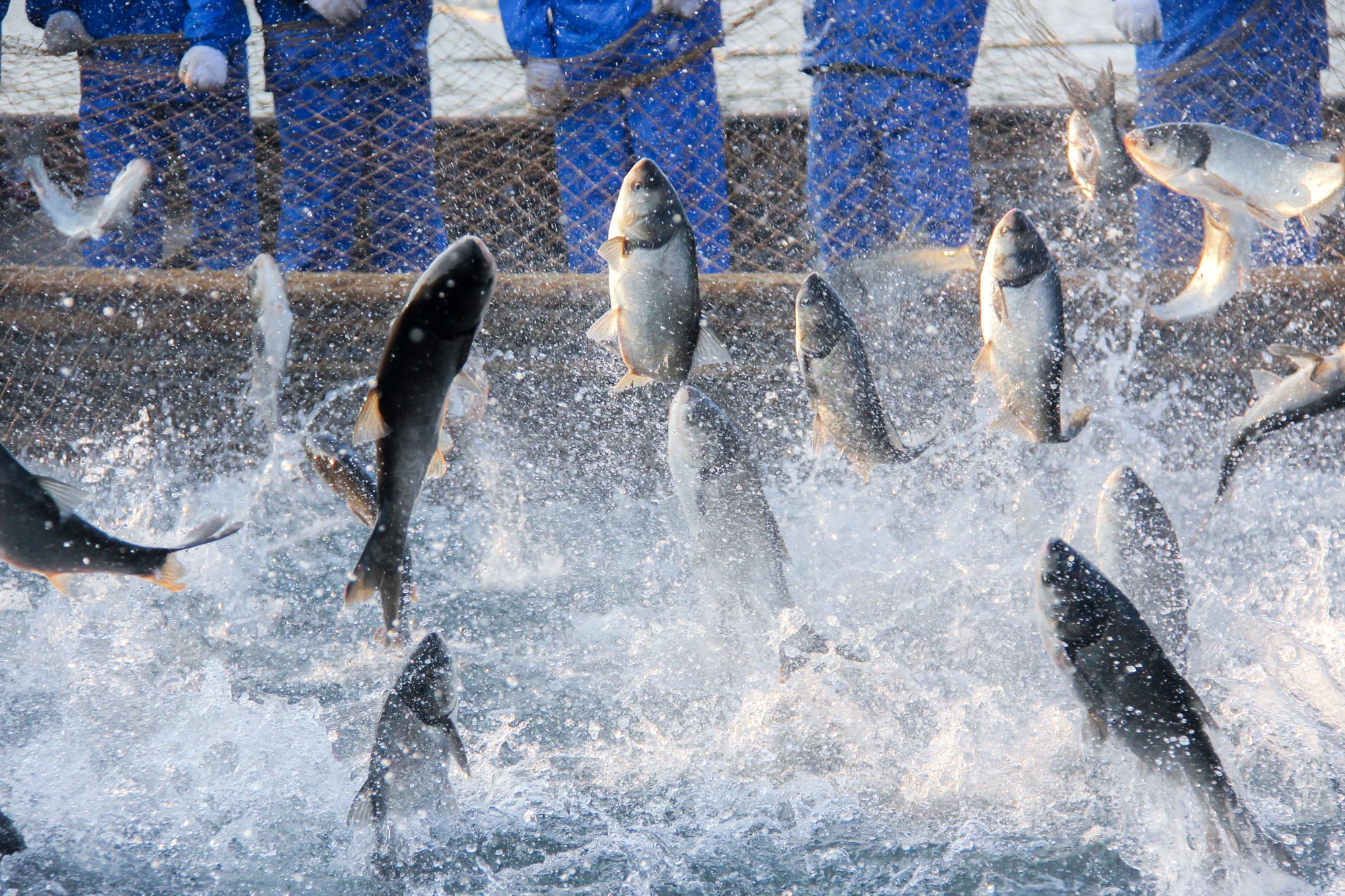 Fish jumping.