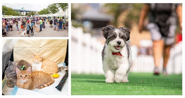 Dogs and cats at Petfest.