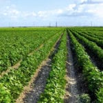 Rows of crops.