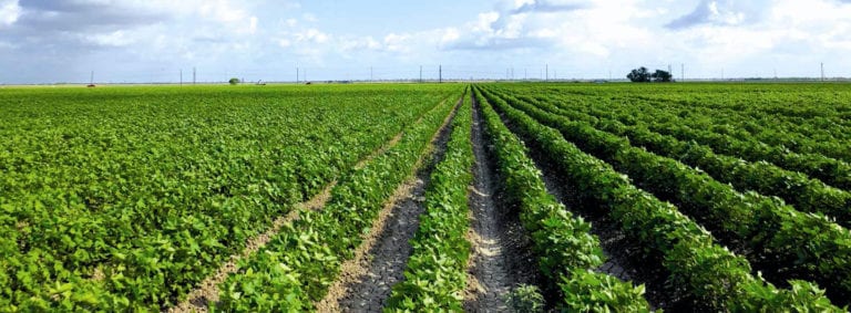 Rows of crops.