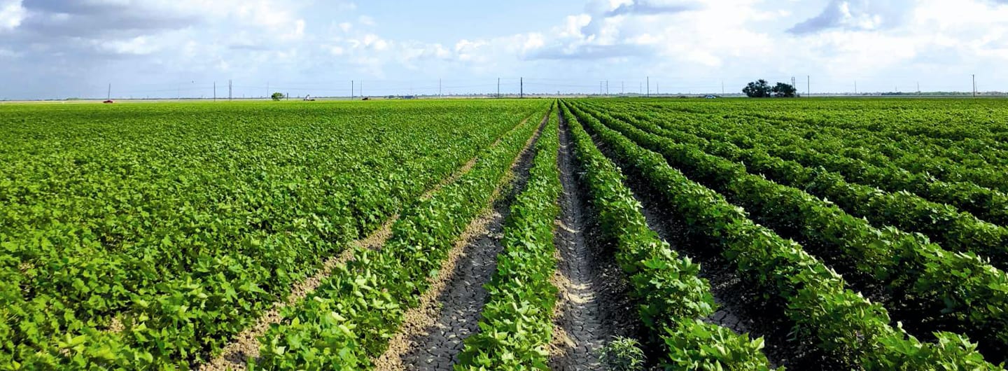 Rows of crops.