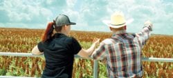 Two people looking over a field of crops.