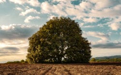 Large tree in the country side.