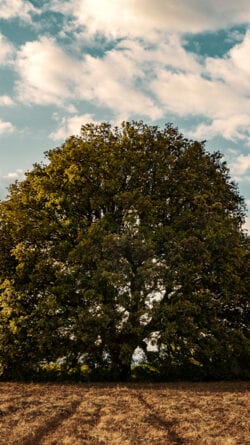 Large tree in the country side.