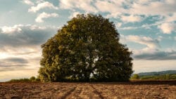 Large tree in the country side.