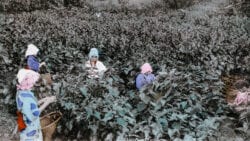 Women picking mulberry leaves.