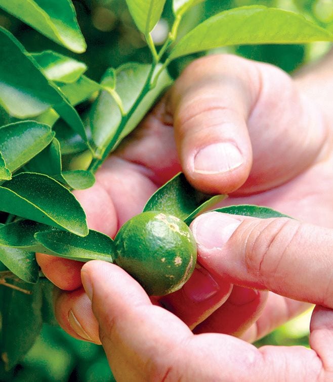 Fruit Tree.