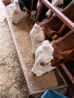 Cows eating. 