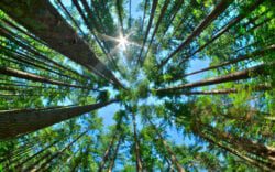 Pine forest with sun glaring in clear blue sky.