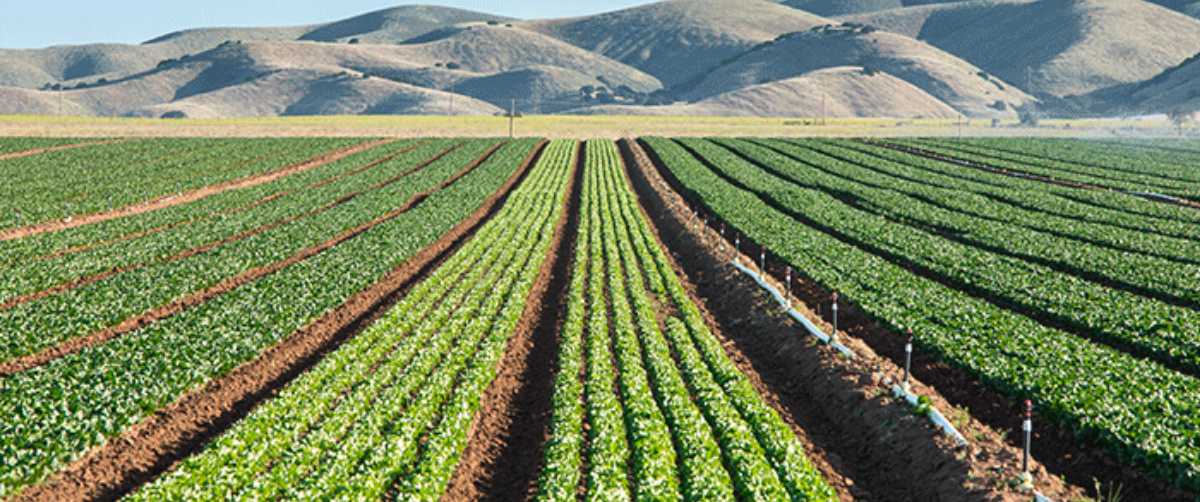 Rows of crops.