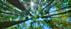 The sun and blue sky through pine trees.