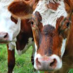 Close up of two cows in a green field curious about the photographer.