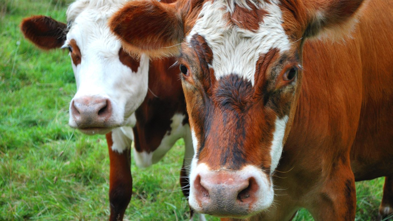 Close up of two cows in a green field curious about the photographer.