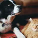 A relaxed cat and excited dog hanging out together in a living room.