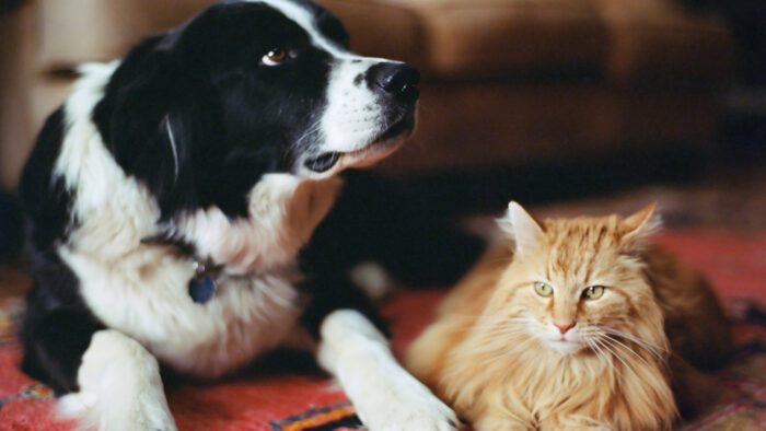 A relaxed cat and excited dog hanging out together in a living room.