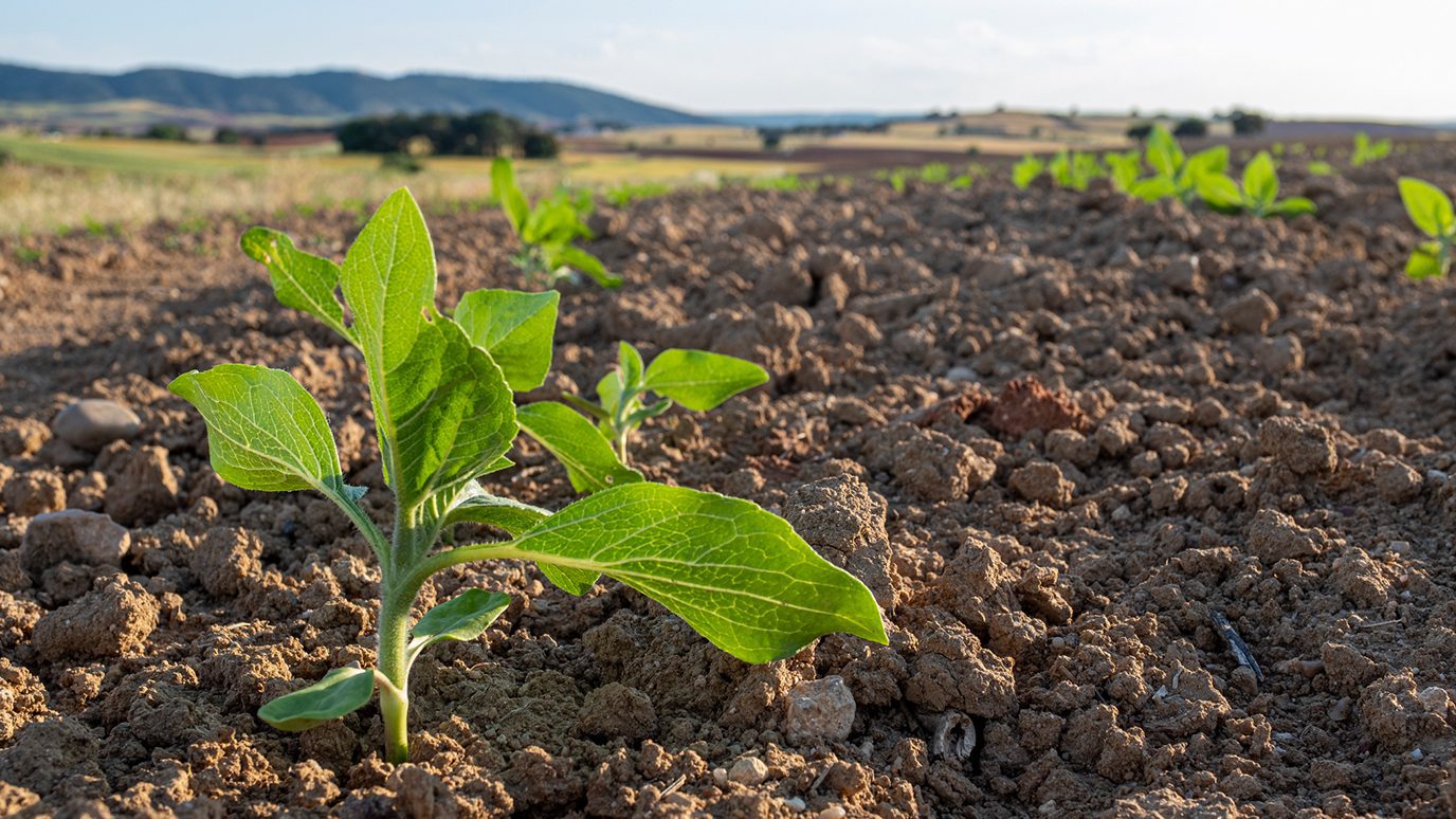 New plants sprouting in a freshly tilled field.