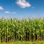 Tall rows of corn standing agains a blue sky with fluffy clouds.