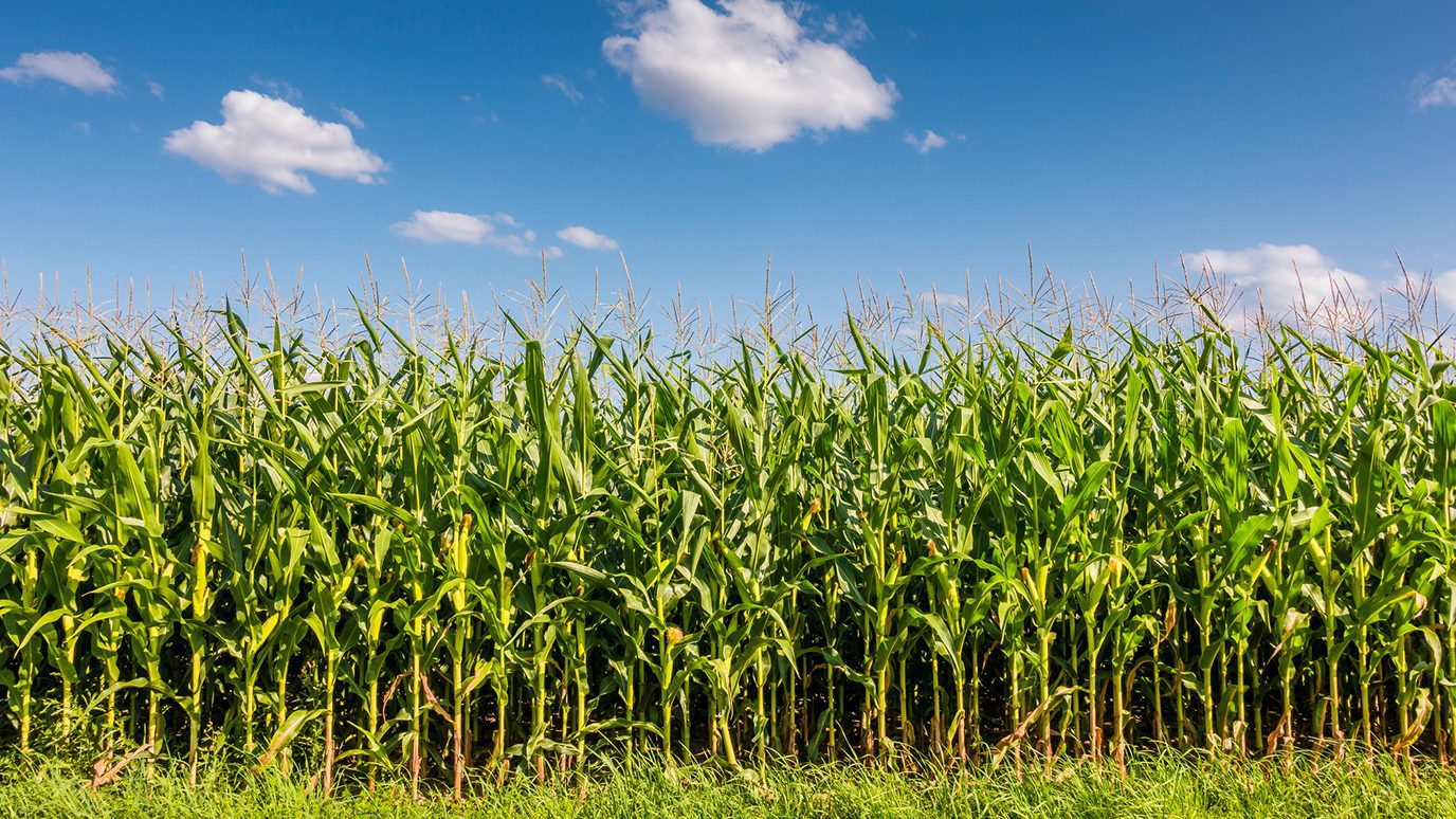 Tall rows of corn standing agains a blue sky with fluffy clouds.