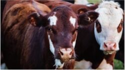 Two cows standing shoulder to shoulder.