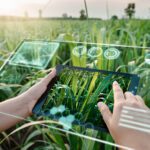 Virtual-reality data displayed over a table in a field of crops.