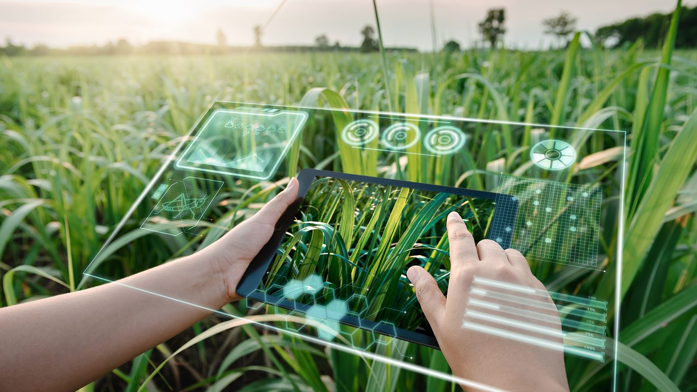 Virtual-reality data displayed over a table in a field of crops.