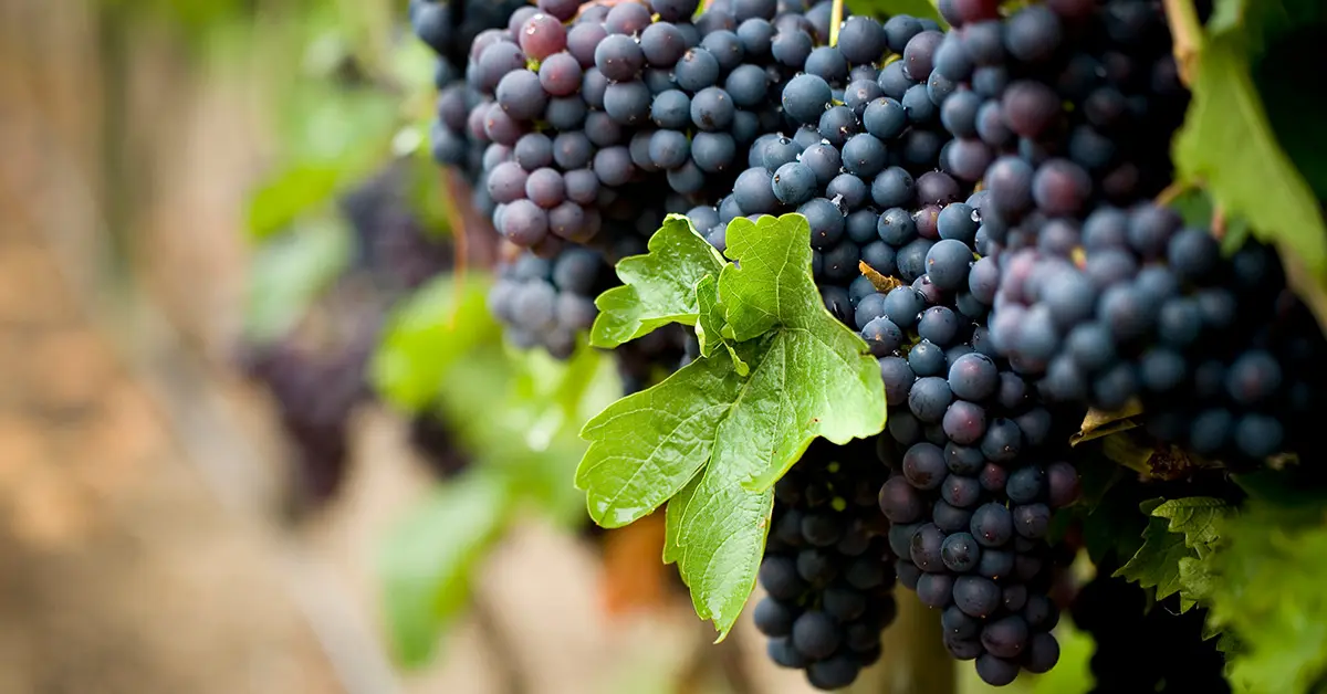 This is a picture of red grapes in a vineyard.