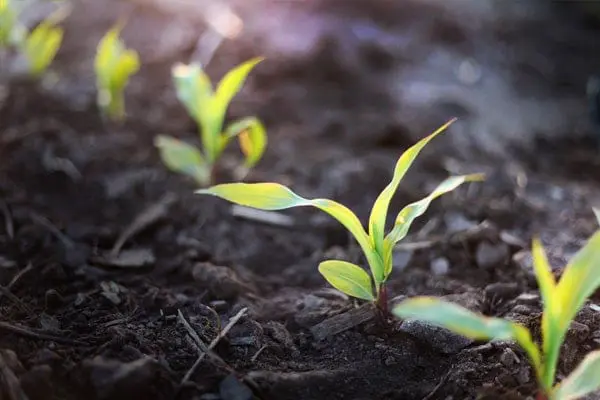 This is an image of a healthy row crop growing.