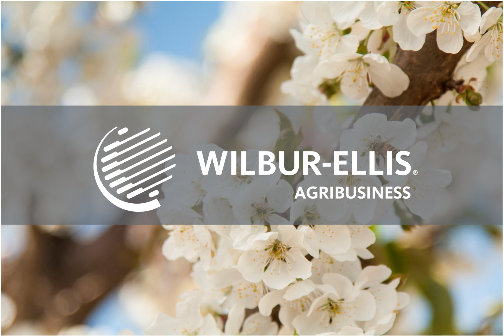 This is an image of a tree with flowers on it being pollinated by a honey bee. The Wilbur-Ellis Agribusiness logo is overtop of the image.