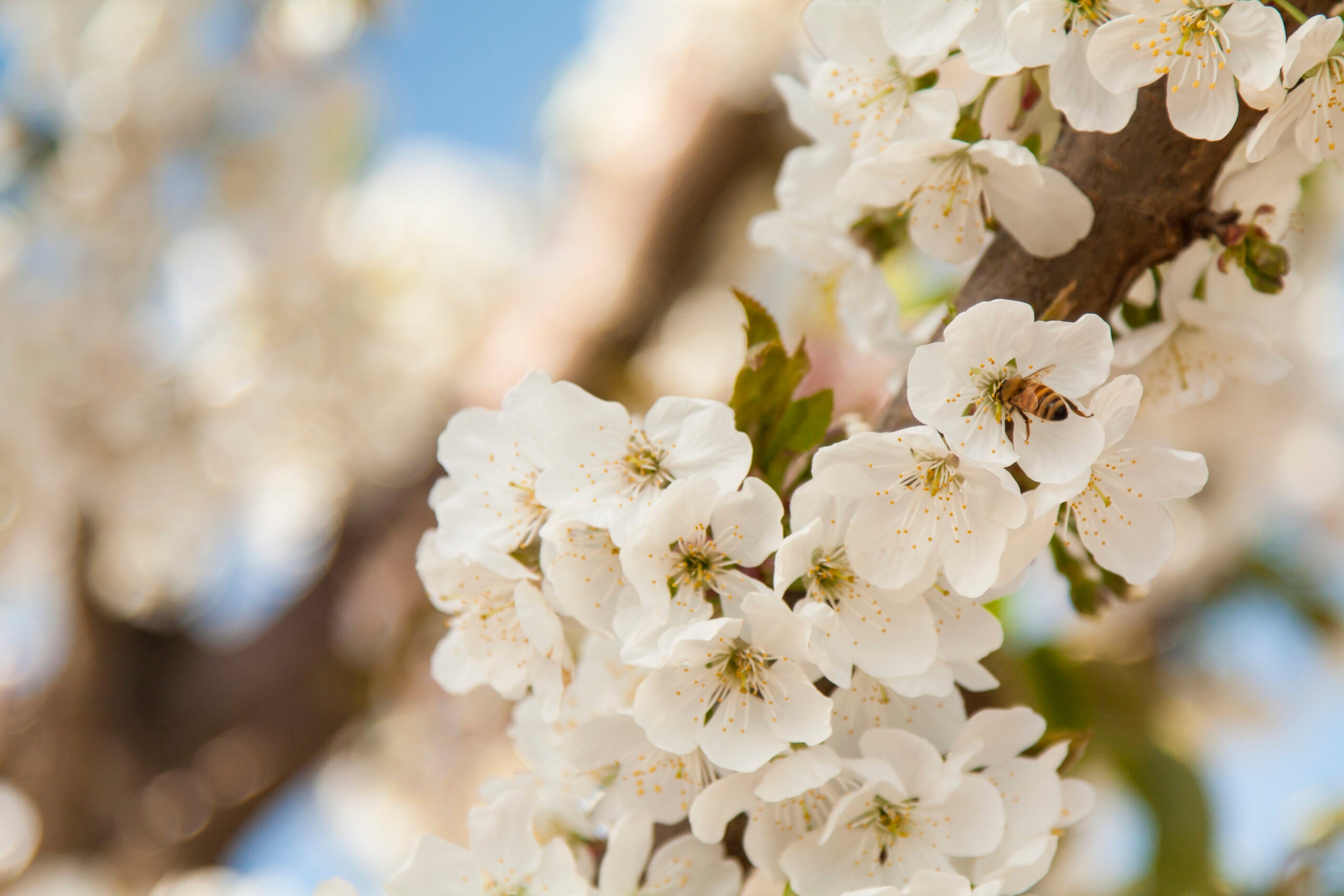 This is a picture of a honey bee pollenating white flowers on a tree.